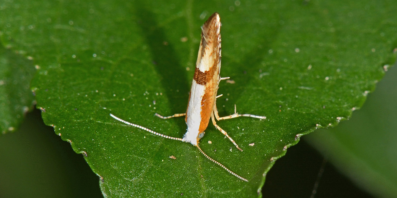 Argyresthia pruniella? S